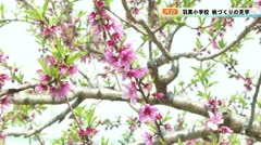 【犬山】羽黒小学校 桃づくりの見学 2021年4月8日