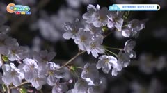 【東郷】富士浅間神社 桜のライトアップ