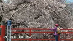 【各務原】コーナー　新境川の桜