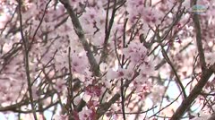 【各務原】コーナー　旗本徳山陣屋公園の桜