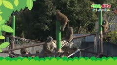 おうちで猿ＪＯＹどうぶつえん～ヤクシマザル～(2021年1月16日初回放送)