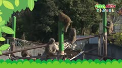 おうちで猿ＪＯＹどうぶつえん～バーバリーマカク～(2021年2月1日初回放送)