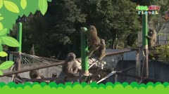 おうちで猿ＪＯＹどうぶつえん～アヌビスヒヒ・前編～(2021年5月1日初回放送)