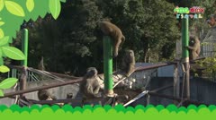 おうちで猿ＪＯＹどうぶつえん～自由研究のススメ後編～(2021年7月16日初回放送)