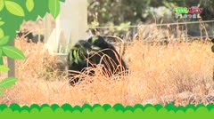 おうちで猿ＪＯＹどうぶつえん～南米館へ行こう！前編～(2022年3月1日初回放送)