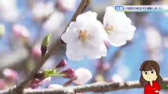 【川越】桜並木ライトアップ