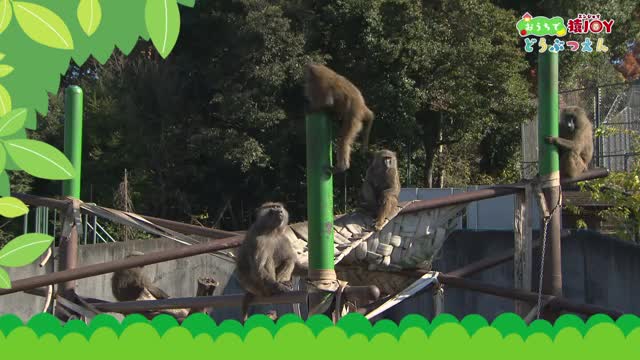 おうちで猿JOYどうぶつえん～ニシゴリラ前編～(2021年9月1日初回放送)